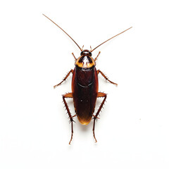 American cockroch image png