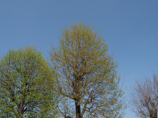 Fototapeta premium tree tops over sky