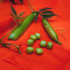 A young green pea pod, open, showing the seeds, on a deep red surface