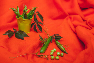 Decorative bucket with young pea pods close-up with a place