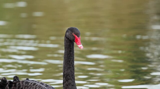 Black swan Cygnus atratus on a calm lake under early morning golden hour light showing its beauty