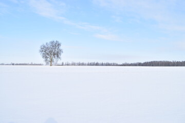 A Tree in Snowy Field near the Hill of Crosses, Lithuania