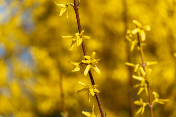 A yellow flower with a brown stem is growing on a stem