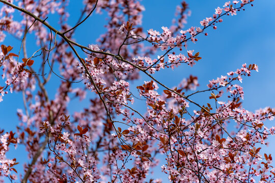 A beautiful tree with pink flowers is standing tall in a clear blue sky. The tree is full of blossoms, and the sky is a perfect backdrop for the vibrant colors of the flowers. The scene is serene