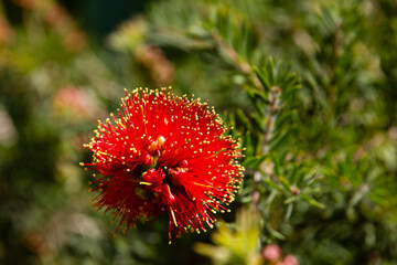 A striking red bottlebrush flower in full bloom, set against a lush green background. Its vivid red...