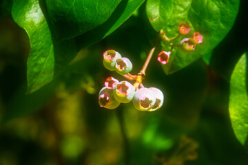 Close-up of ripening blueberries hanging on a branch surrounded by lush green leaves, bathed in warm sunlight. The berries show hints of pink and green, capturing early summer garden life
