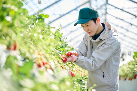 ビニールハウスで収穫作業をするいちご農家の男性