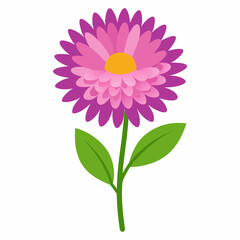 Aster flower vector isolated on white background