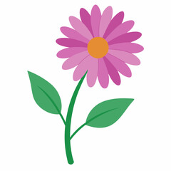 Aster flower vector isolated on white background