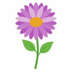 Aster flower vector isolated on white background