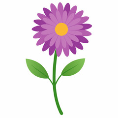 Aster flower vector isolated on white background
