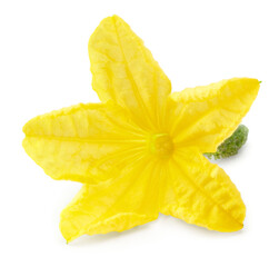 Fototapeta premium flower of cucumber isolated on white background. clipping path