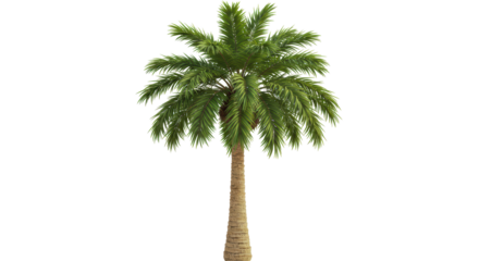 Isolated Palm tree