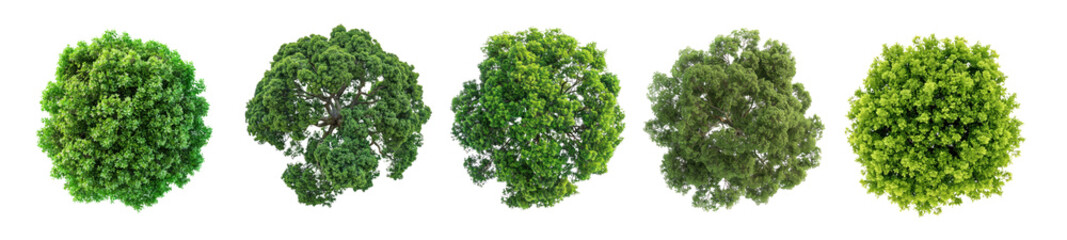 Obraz premium PNG Vibrant spherical green foliage clusters, element set on transparent background