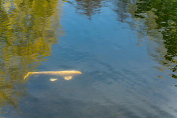 A fish is swimming in a pond. The water is clear and calm