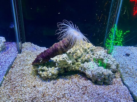 “Living its best life under the sea—hair on fleek, vibes on point, zero stress given.”