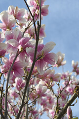 Frühlingsimpression: Ein blühender Magnolienbaum