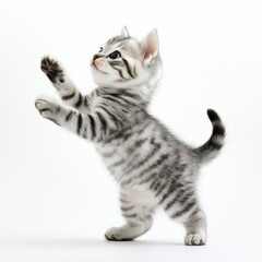 Playful kitten standing, paws raised, white background, studio shot, pet adoption