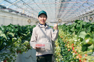 ビニールハウスで収穫作業をするいちご農家の男性