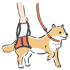 ウォーキングベルトを使うシニア犬の手描きイラスト