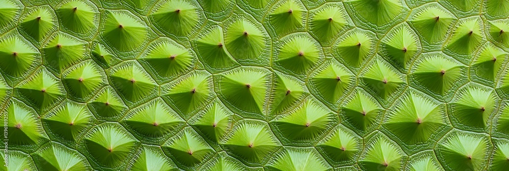 Poster a vibrant pattern of green leaves arranged in a symmetrical design, showcasing intricate textures an