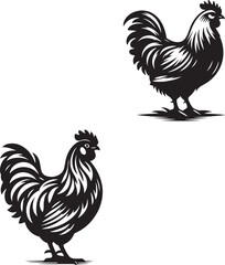 red adult hen isolated on white background