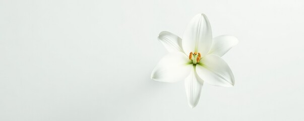 White lily isolated on a plain background showcasing its pure shape, blossom, white
