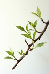 Wooden branch against a bright white backdrop, with intricate details, earthy, clean, simple