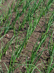 onion in the garden