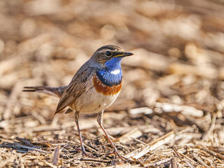 Bluethroat (Luscinia svecica)