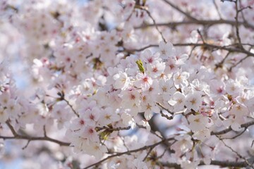 桜の木