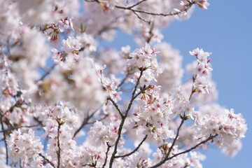 桜の木