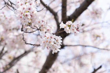 桜の木