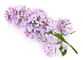 lilac flowers isolated on white background
