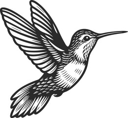 Obraz premium Vintage Hummingbird Illustration – Elegant Line Art Bird Drawing
