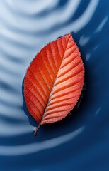 red leaf on water