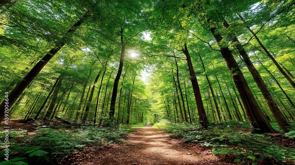 Poster wide perspective view of a serene forest with a tranquil path leading through tall trees and lush gr
