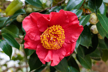Beautiful red and rare camellia 'Koumyou’ flowers in the garden.