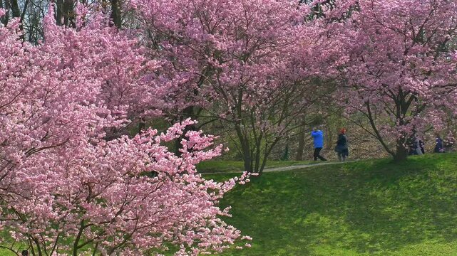 Kirschbl&uuml;te im Fr&uuml;hling,  Japanische Bl&uuml;tenkirsche, Grannenkirsche, Orientalische Kirsche, Grannenkirschbaum, Japanischer Bl&uuml;tenkirschbaum (Prunus serrulata)