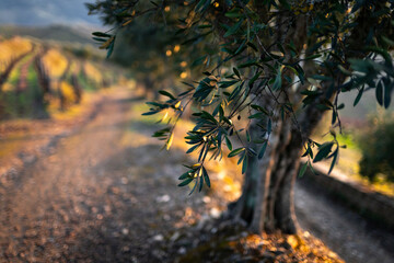 Detail of olive tree leaves during the sunset with beautiful landscape with the vineyard in the background. Extremely blurred background.