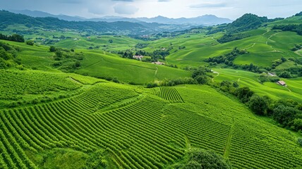Overhead View of Bright Green Terraced Farmlands Adorn Rolling Hills with Distant Cityscape Background Under Daytime Overcast Lighting Conditions