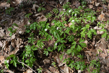 Wood Anemone in Bloom A Springtime Woodland Delight