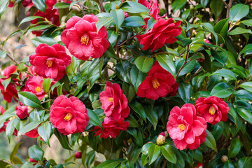 Beautiful red camellia Okinonami flower blooming in the garden.