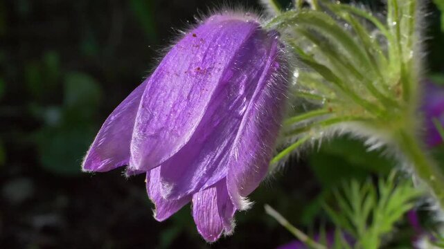 Gew&ouml;hnliche Kuhschelle (Pulsatilla vulgaris), bl&uuml;hend, Bayern, Deutschland, Europa