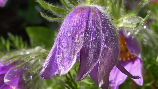 Gew&ouml;hnliche Kuhschelle (Pulsatilla vulgaris), bl&uuml;hend, Bayern, Deutschland, Europa