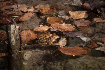 TOAD - Amphibians in early spring in a forest stream