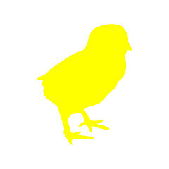 Chick yellow