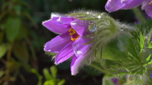 Gew&ouml;hnliche Kuhschelle (Pulsatilla vulgaris), bl&uuml;hend, Bayern, Deutschland, Europa