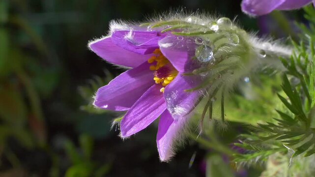 Gew&ouml;hnliche Kuhschelle (Pulsatilla vulgaris), bl&uuml;hend, Bayern, Deutschland, Europa