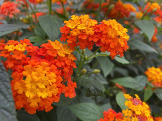 orange flowers in the garden